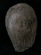 Cretaceous Palm Fruit Fossil - Hell Creek Formation #22753-1